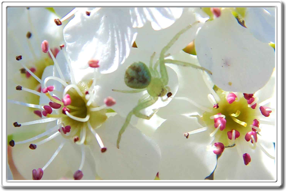 Fine Art Prints Of Flowers